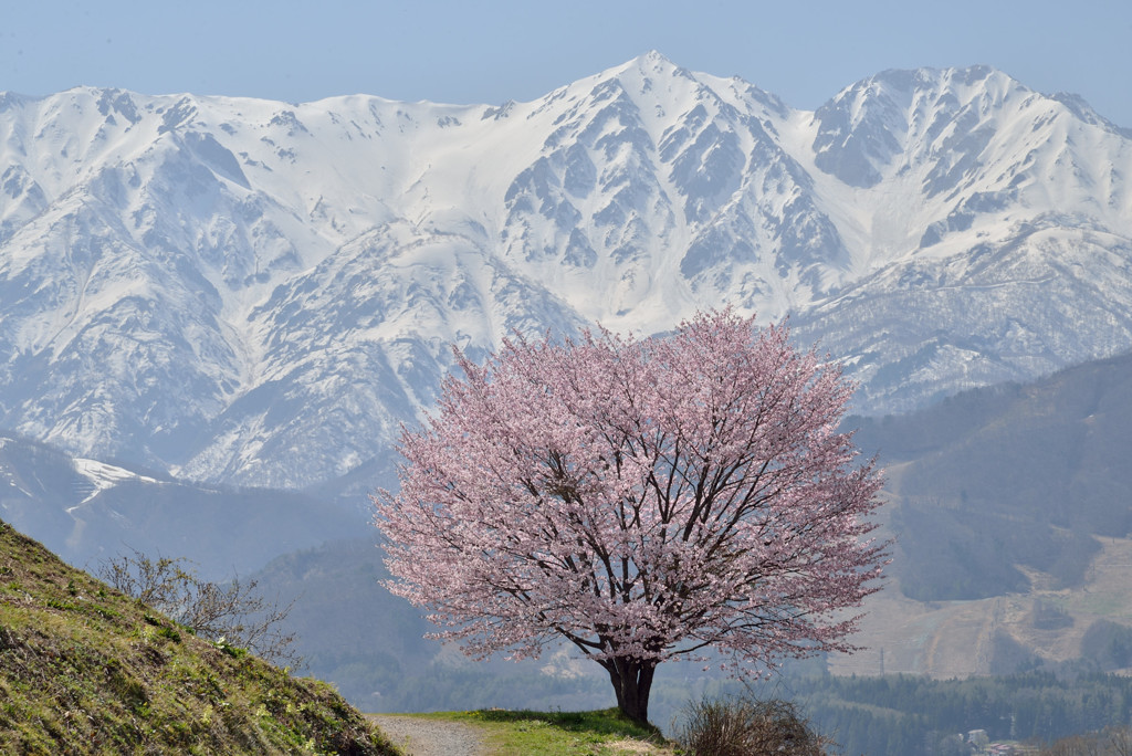野平の一本桜