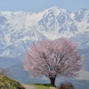 野平の一本桜