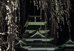 枝垂桜に包まれて