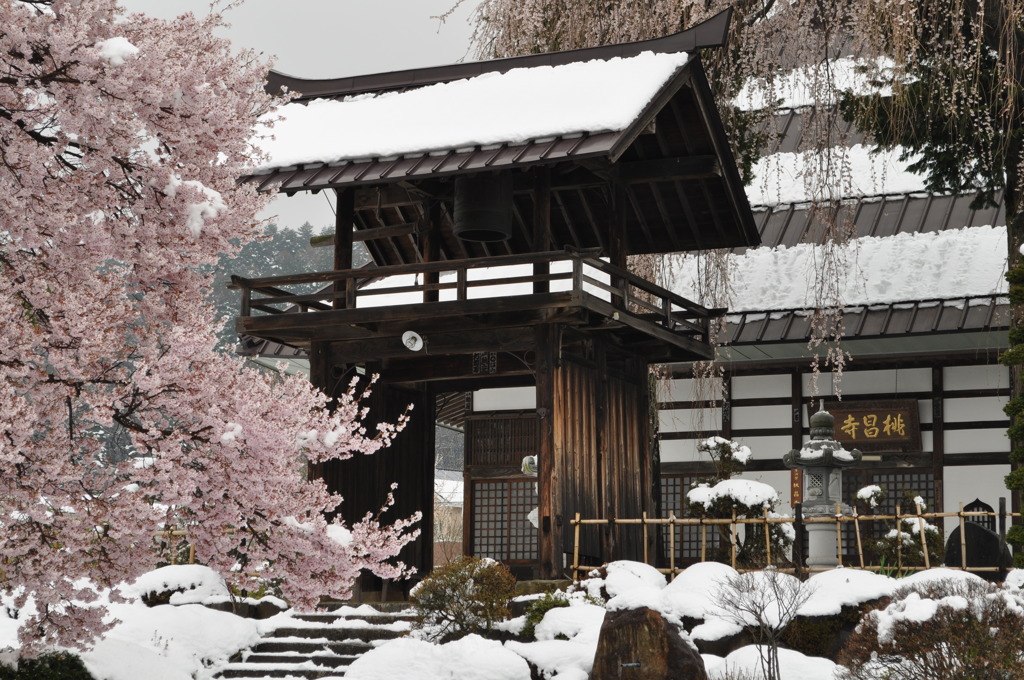 冷桜と鐘門
