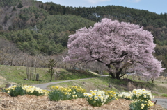 春の山