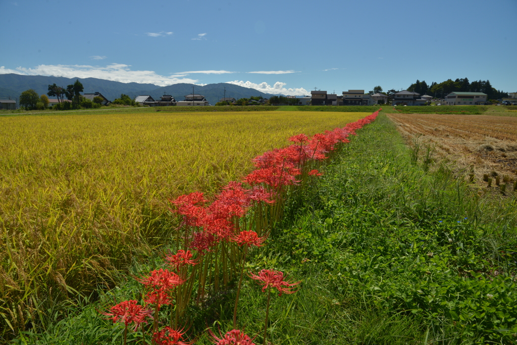実り、宮田の彼岸花