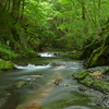 初夏の横川渓谷