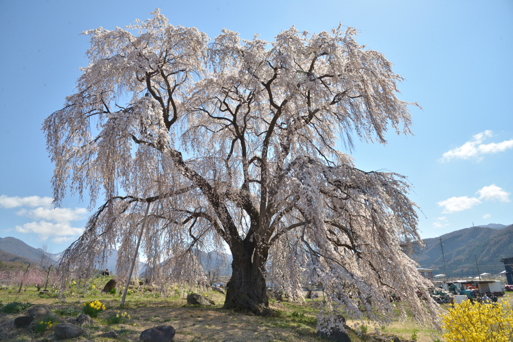 和美の桜