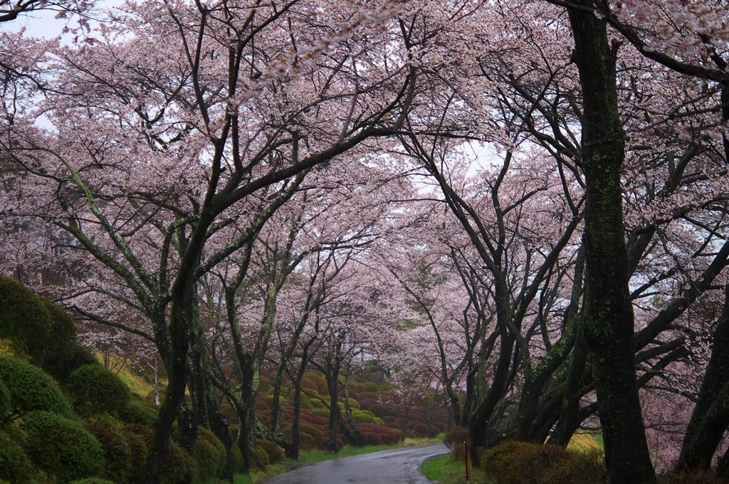 雨の桜坂