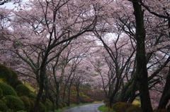 雨の桜坂