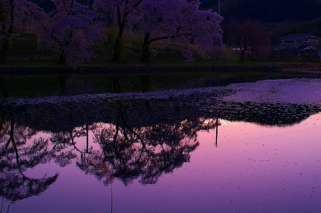 散花漂う