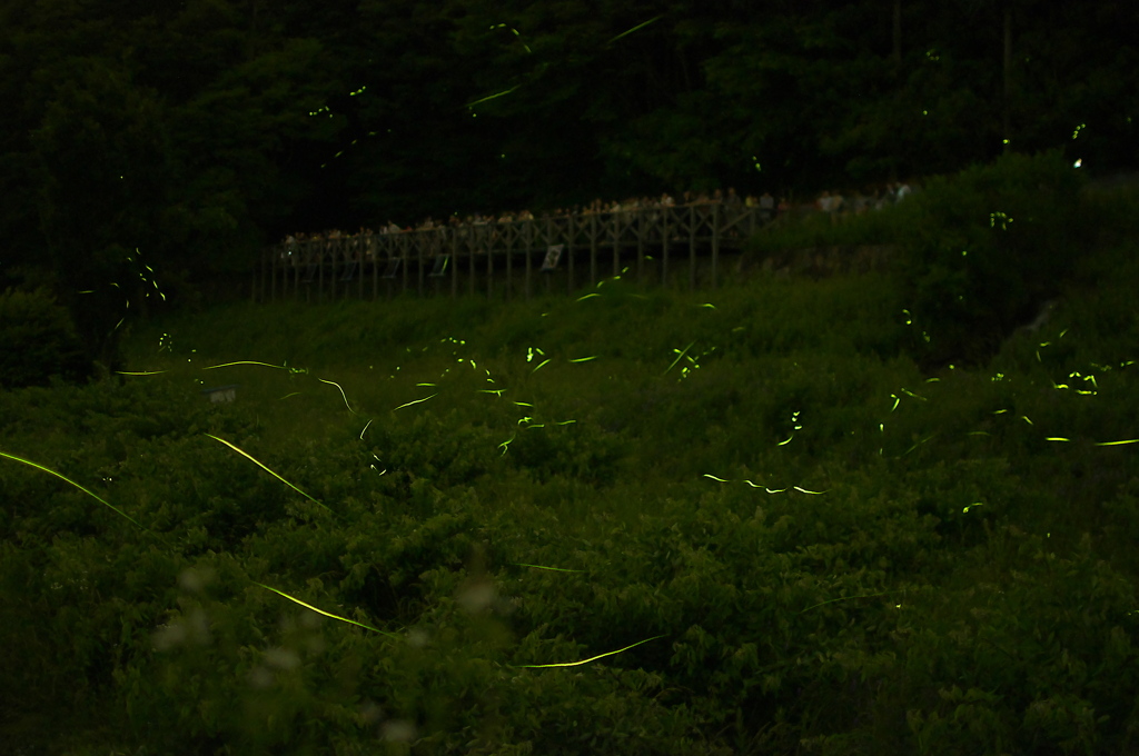 梅雨の舞踏会