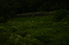 梅雨の舞踏会