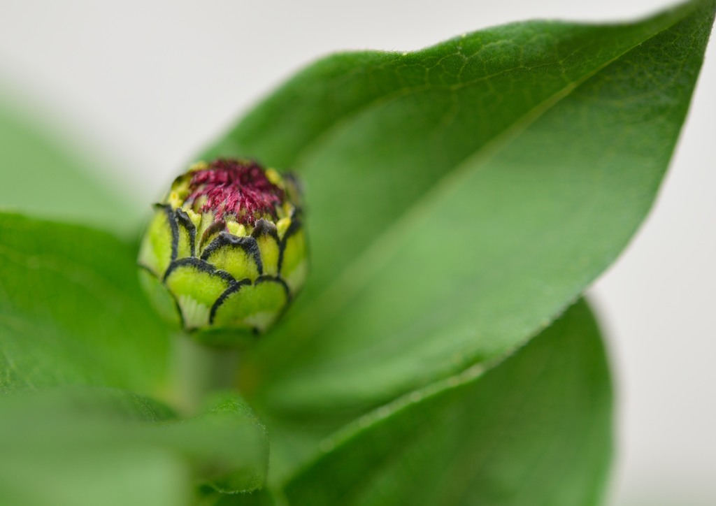 三男坊の百日草　つぼみ