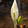 日本土真ん中の水芭蕉