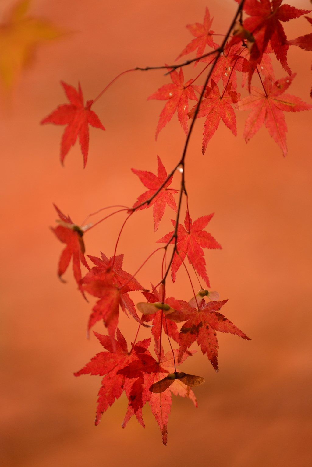 MOMIJI
