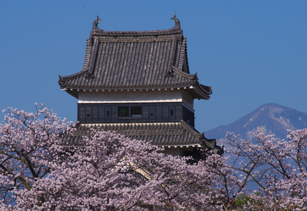 天守と桜