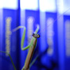 Speed　Learning