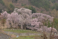勝間の枝垂れ桜
