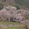 勝間の枝垂れ桜