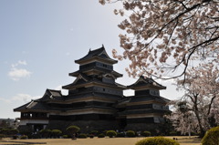 晴天の桜