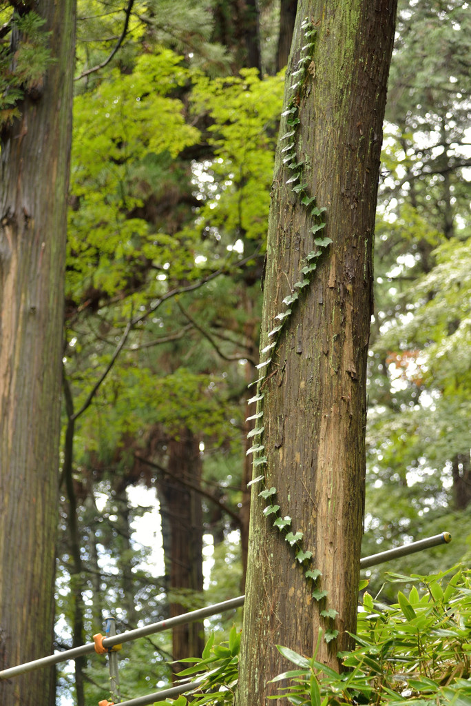 鳩ヶ嶺八幡宮　四景　「 蛇 」