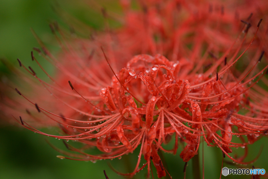 曼殊沙華