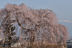 上西条の枝垂れ桜