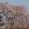 上西条の枝垂れ桜