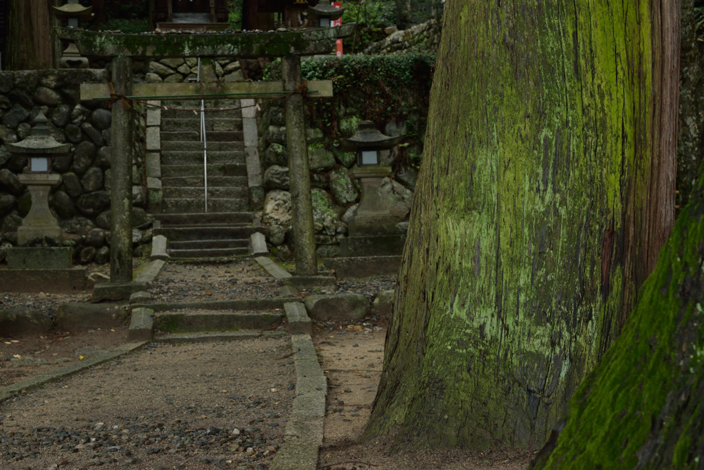 鳩ヶ嶺八幡宮　四景　「 大樹 」