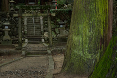 鳩ヶ嶺八幡宮　四景　「 大樹 」