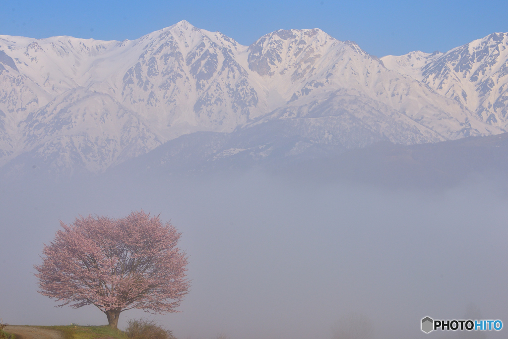 野平の一本桜