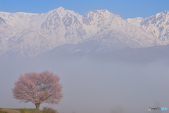 野平の一本桜