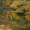 大沢の池