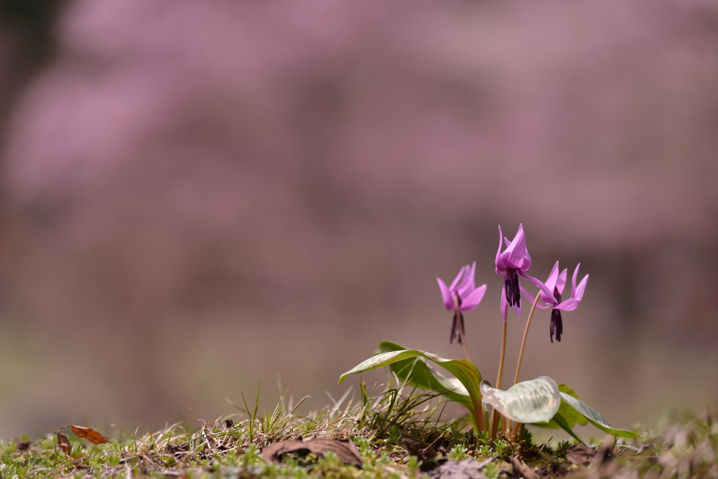 カタクリの花