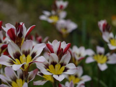 庭の花