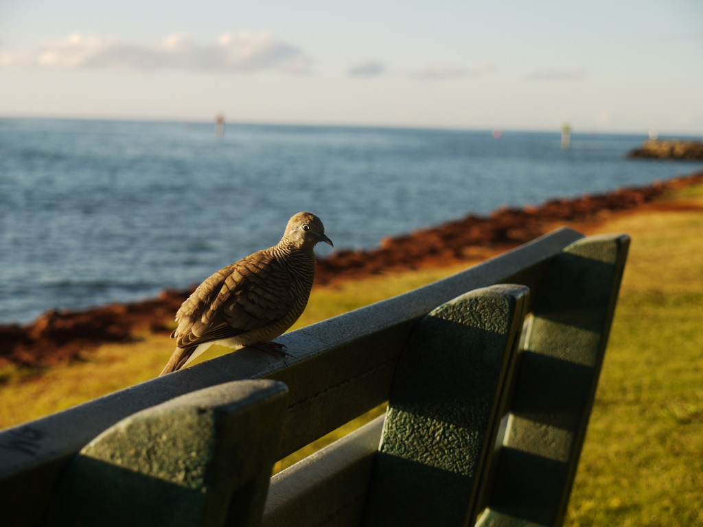 朝日を浴びて