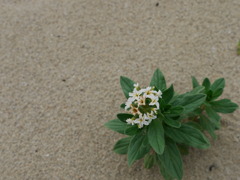砂浜に咲く花