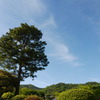 空と木と