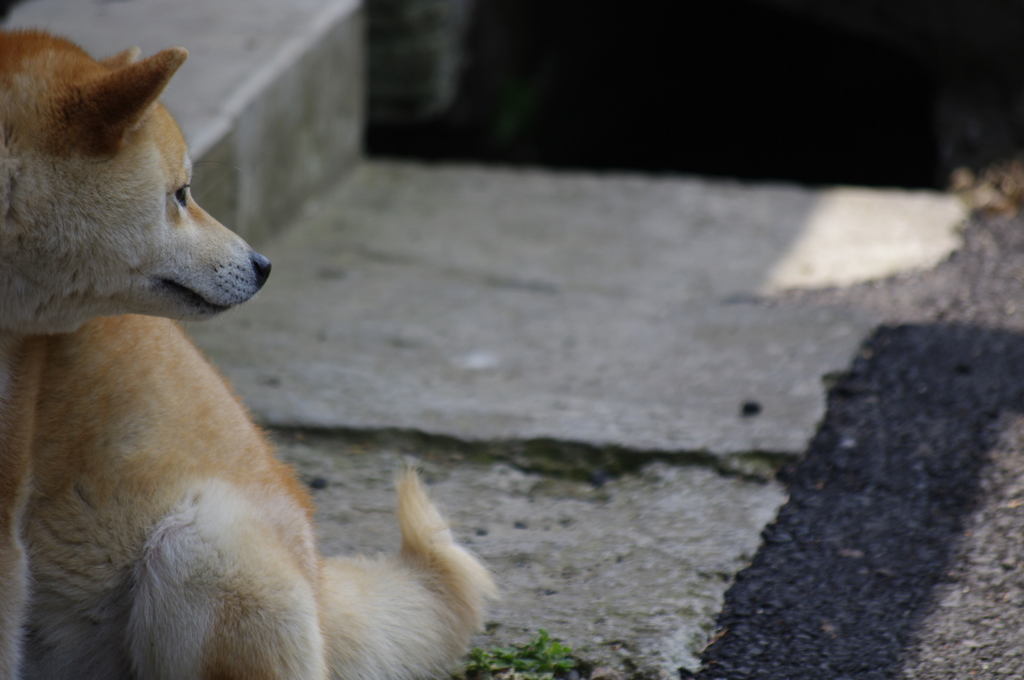 犬っコロ