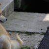 犬っコロ