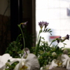 IMGP1350