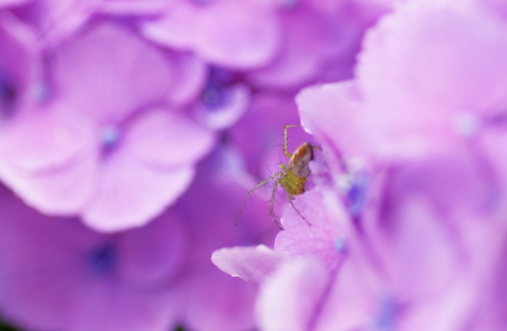 綺麗な花には・・・