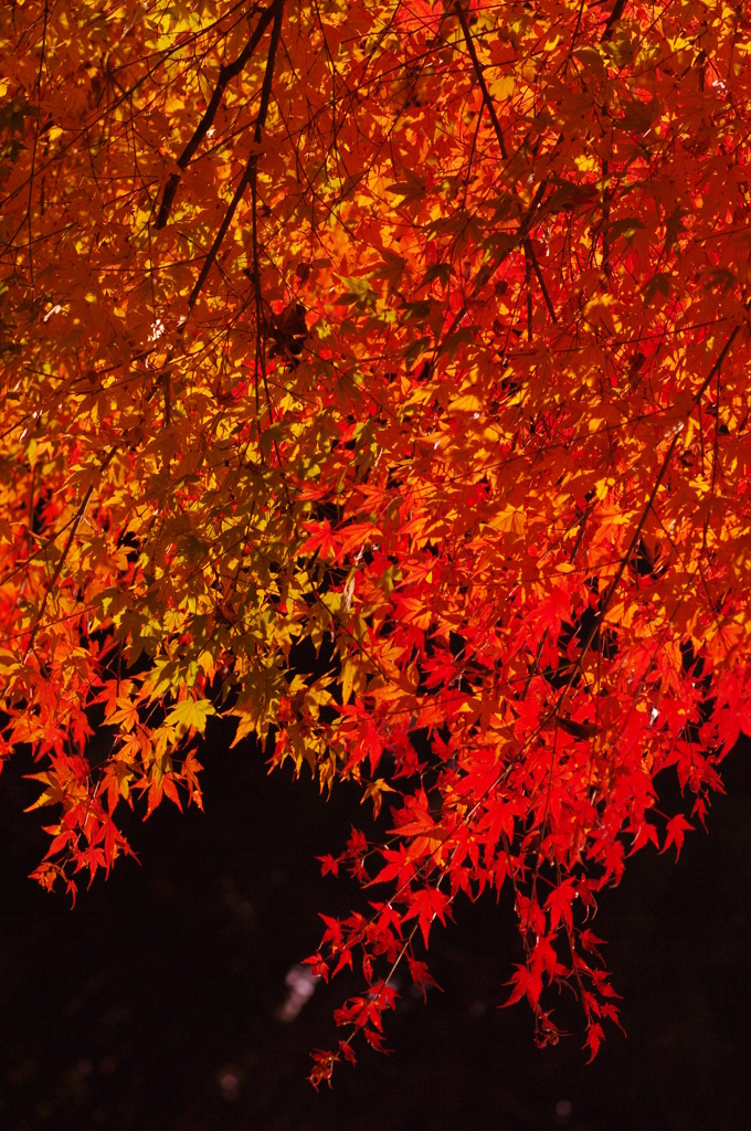 紅の雨