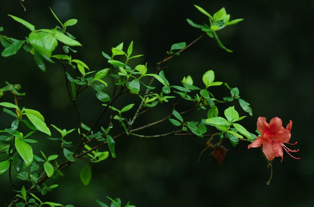 紅一点