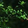 紅一点