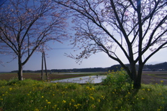 田植えの頃