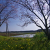 田植えの頃