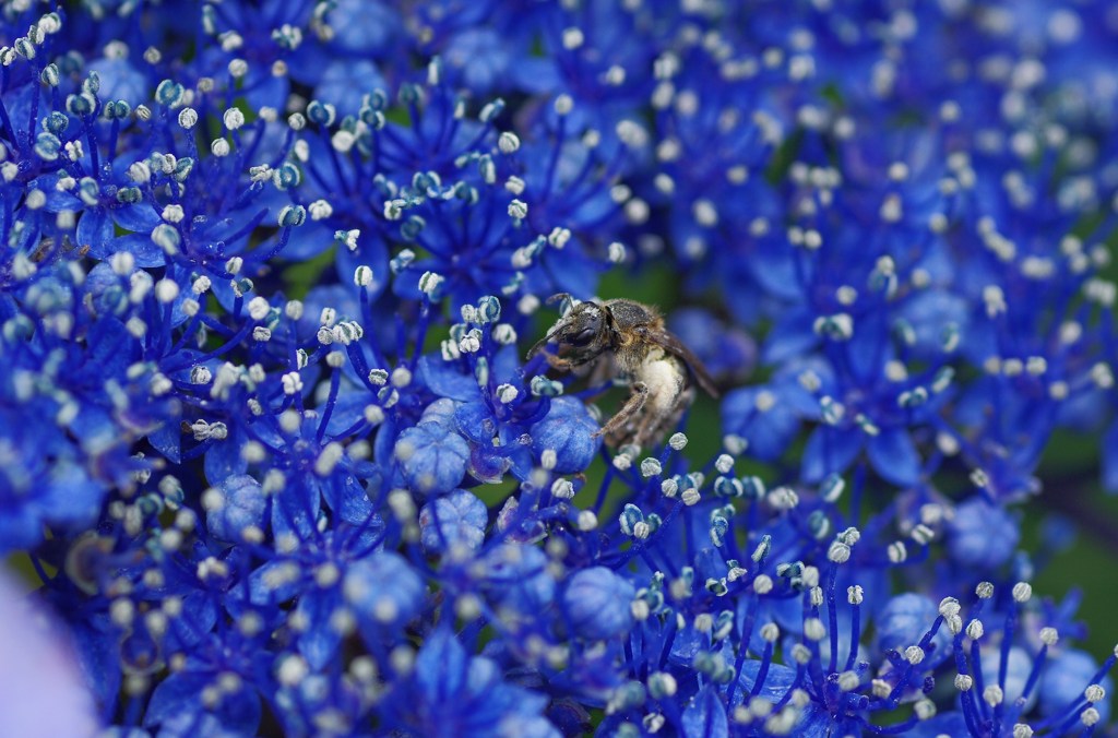 花の海に溺れよう