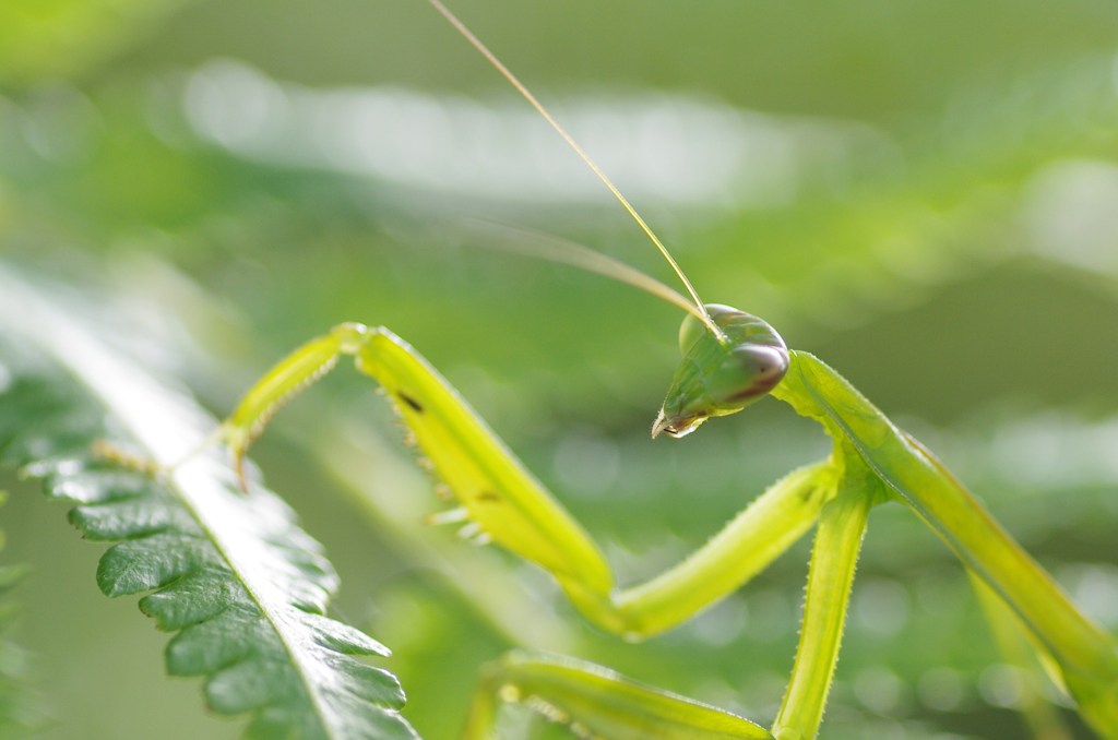 カマグリン