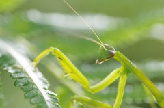 カマグリン