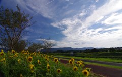 夏の日の散歩　その５