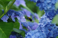 紫陽花空間
