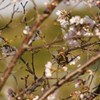 花見だチュン